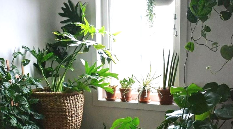 These plants to help keep your house cool during summer | Sangbad Pratidin
