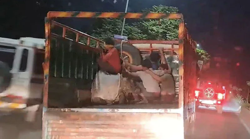 Smuggled Cattle Thrown From Truck on Top-Speed Chase by police | Sangbad Pratdin