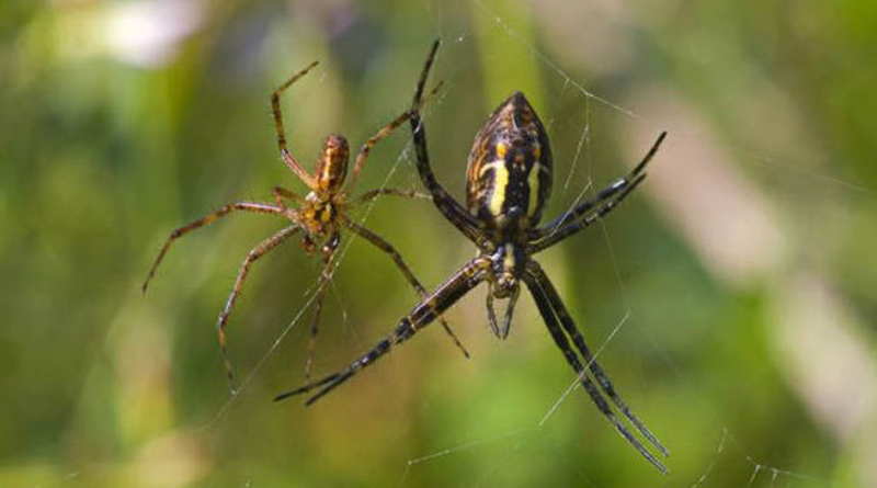 Male spiders catapult to escape being devoured by females after intercourse। Sangbad Pratidin