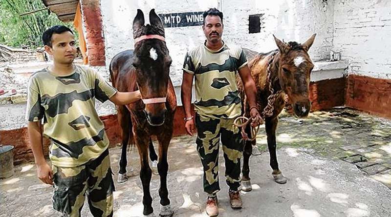 Horses 'Mamata' and 'Guide' Depends on Pension After Retirement | Sangbad Pratidin