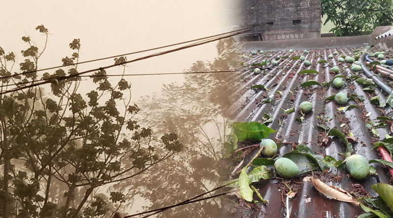 বাঁকুড়া, বীরভূমে কালবৈশাখীর দাপট, ঝড়-বৃষ্টিতে গাছ উপড়ে বিপত্তি, দেখুন ছবি