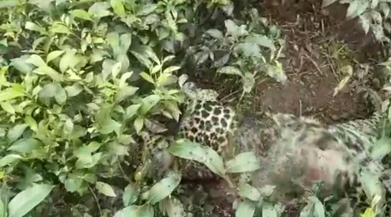 Body of a Leopard found in tea garden in Dooars 