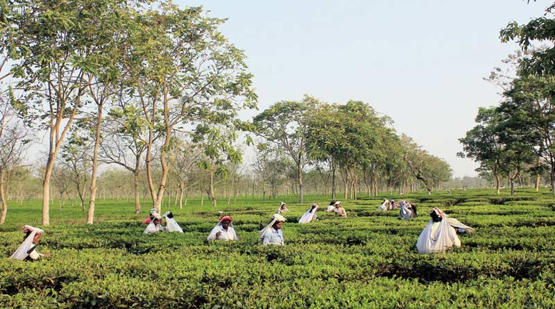 Ahead of panchayat elections WB government presented budget focusing on tea sector । Sangbad Pratidin