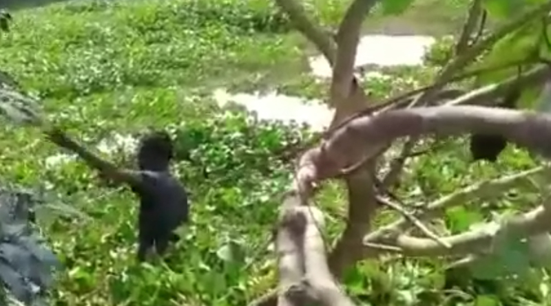 আগরপাড়ায় জুয়ার ঠেকে পুলিশি অভিযান, পালাতে গিয়ে পুকুরে ঝাঁপ! মৃত্যু যুবকের