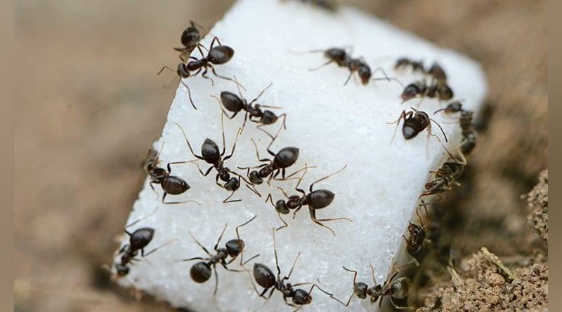 Here are some of the best ways to kill and repel ants naturally | Sangbad Pratidin