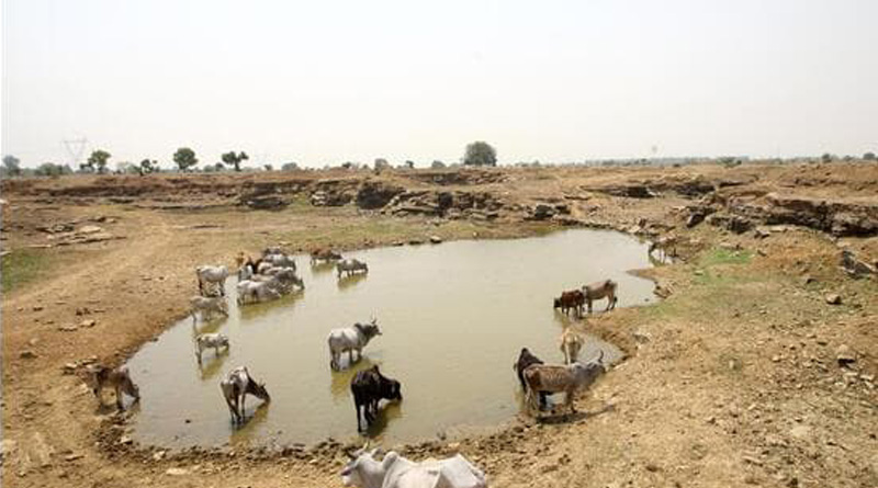 Now Farmers who abandon cattle will be booked in Uttar Pradesh | Sangbad Pratidin