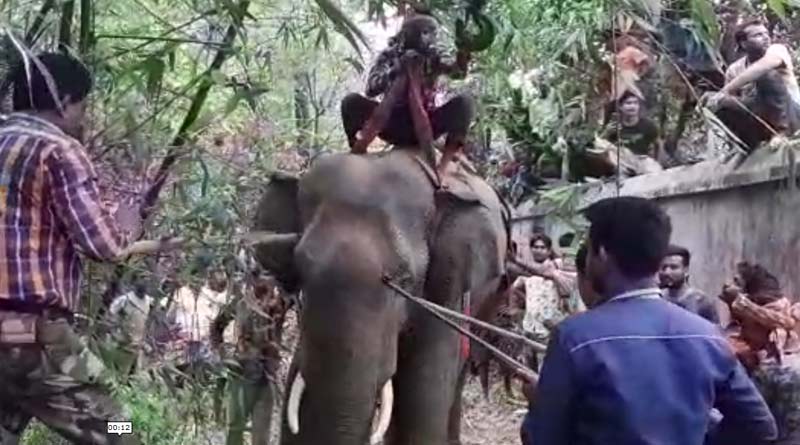 Elephant Entered in Village, Forest Department Employee Attacked, Died | Sangbad Pratidin
