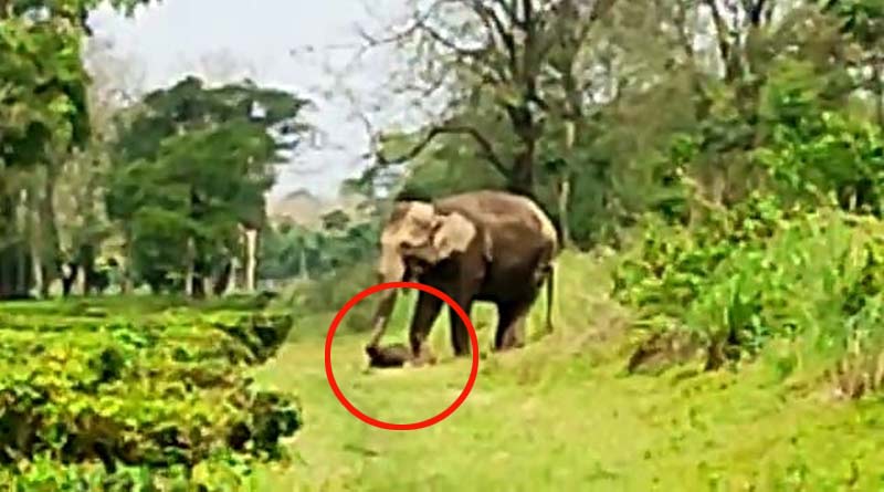 Mother elephant walks for miles holding dead baby at Dooars । Sangbad Pratidin