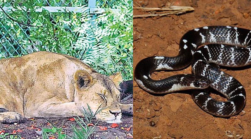 African lioness Nandankanan Zoo dies of snakebite | Sangbad Pratidin