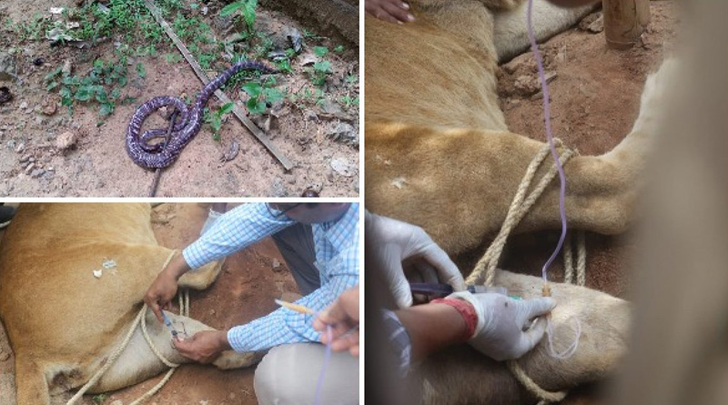 African lioness Nandankanan Zoo dies of snakebite | Sangbad Pratidin