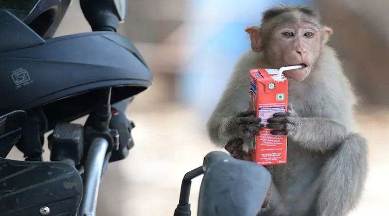 Monkey Ran Away With Bag Containing Murder Evidence at Jaipur | Sangbad Pratidin