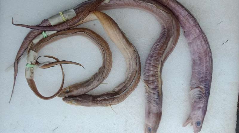 New variety of Eel fish caught at Digha, big surprise to the researchers | Sangbad Pratidin