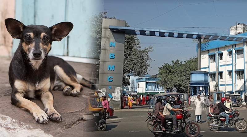 রোগীর কাটা হাত মুখে হাসপাতালে ঘুরছে কুকুর! অব্যবস্থার অভিযোগে তুমুল বিক্ষোভ উত্তরবঙ্গ মেডিক্যালে