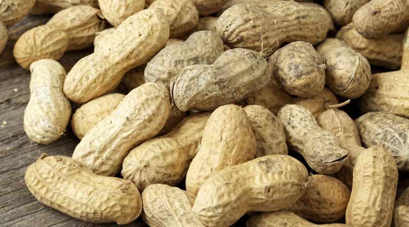 Farmers faces huge loss for fungal disease of nut । Sangbad Pratidin