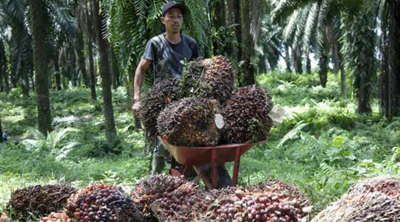 Indonesia to lift ban on Palm oil exports। Sangbad Pratidin