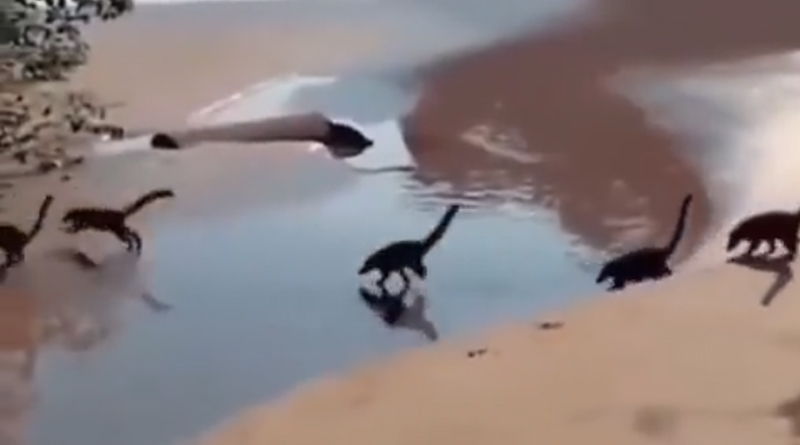 Viral Video shows Baby Dinosaurs running on beach | Sangbad Pratidin