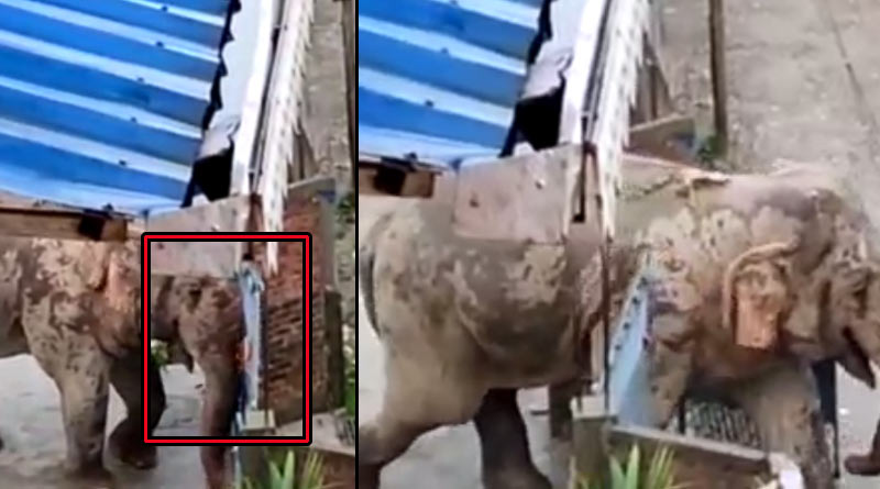An elephant broke the gate and entered a house at Salbari, Siliguri | Sangbad Pratidin