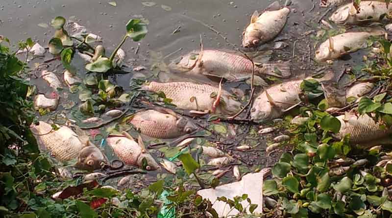 Many dead fish seen in Purulia's Saheb bandh । Sangbad Pratidin