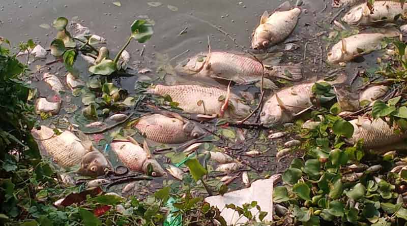 জলাশয়ে রাসায়নিক! ফের পুরুলিয়ার সাহেব বাঁধে শয়ে শয়ে ভাসছে মরা মাছ