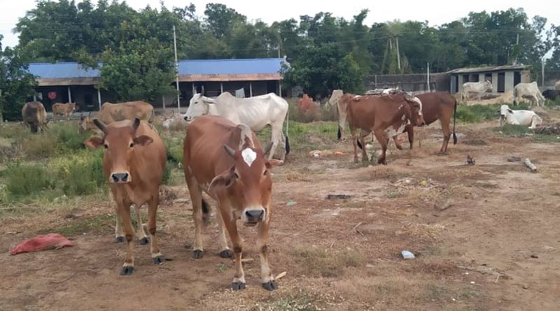 Police of Kotulpur PS, Bankura is busy with caring rescued cows now-a-days | Sangbad Pratidin
