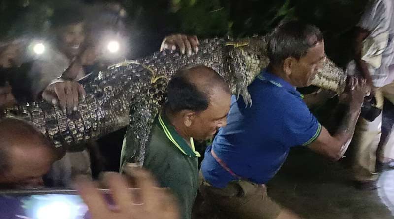 Massive crocodile sailed in Sunderban village, local people afraid | Sangbad Pratidin
