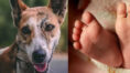 Stray Dog Mauls 3-day-old Baby to Death in Panipath। Sangbad Pratidin