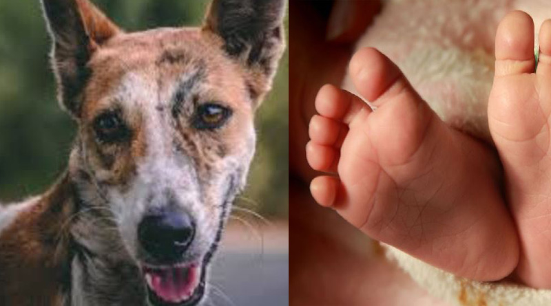 Stray Dog Mauls 3-day-old Baby to Death in Panipath। Sangbad Pratidin