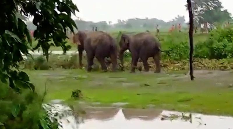 Two elephants lost their way, entered in village, villagers surprised | Sangbad Pratidin