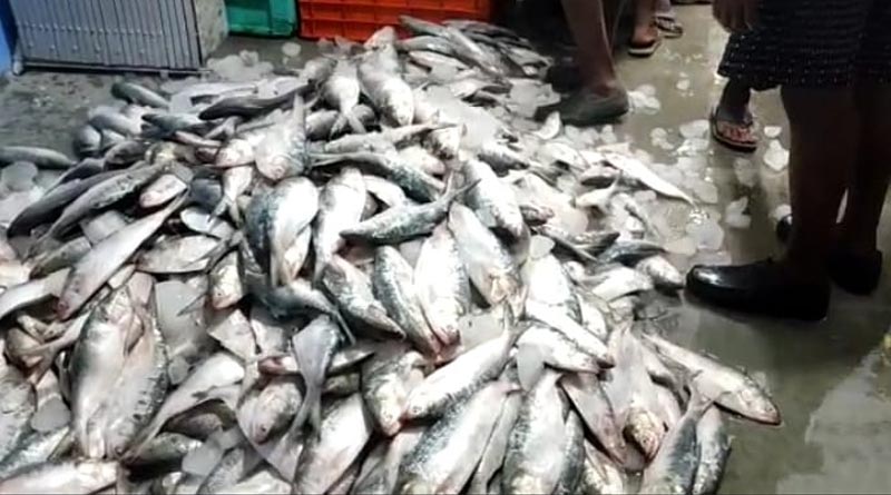Fishermen caught atleast three tons of Hilsa in Diamond Harbour on day 1 of start fishing | Sangbad Pratidin