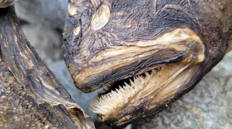 Bizarre sea creature with needle-like teeth in US। Sangbad Pratidin