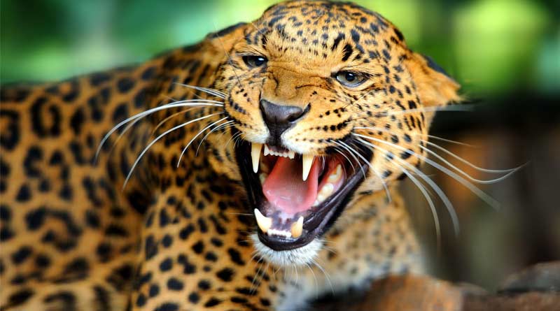 A Leopard Kills 3 Children In Uri of Jammu And Kashmir | Sangbad Pratidin