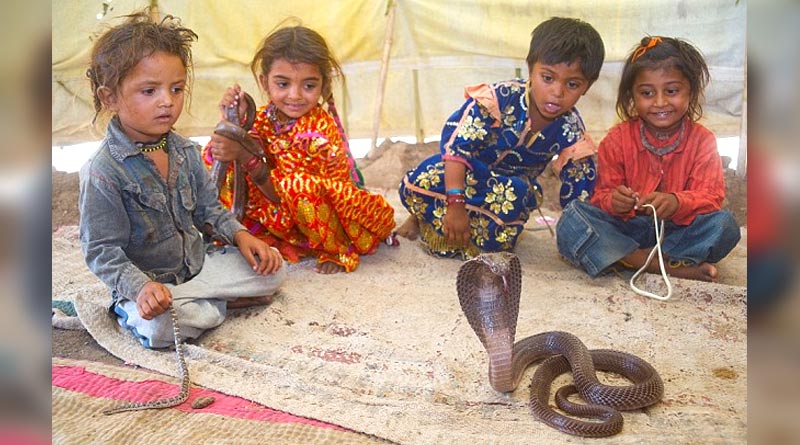 Do you know about Land of Snakes Shetpal Village | Sangbad Pratidin
