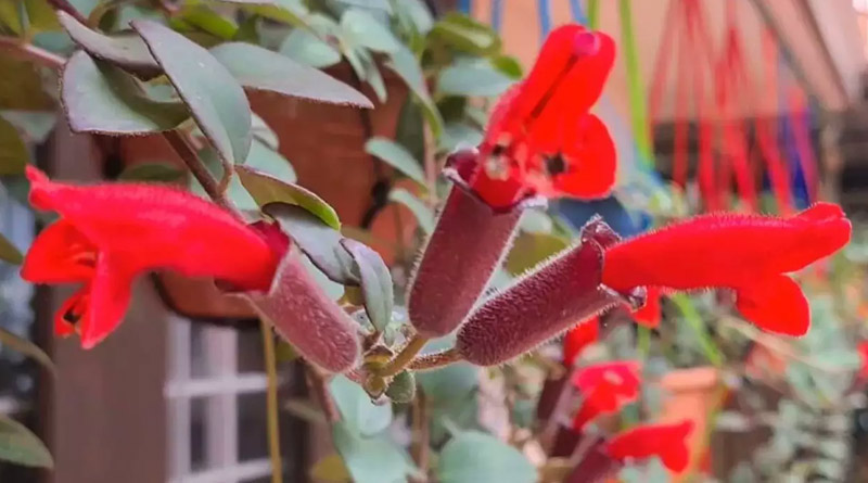 Lipstick plant rediscovered in Arunachal Pradesh after hundred years | Sangbad Pratidin