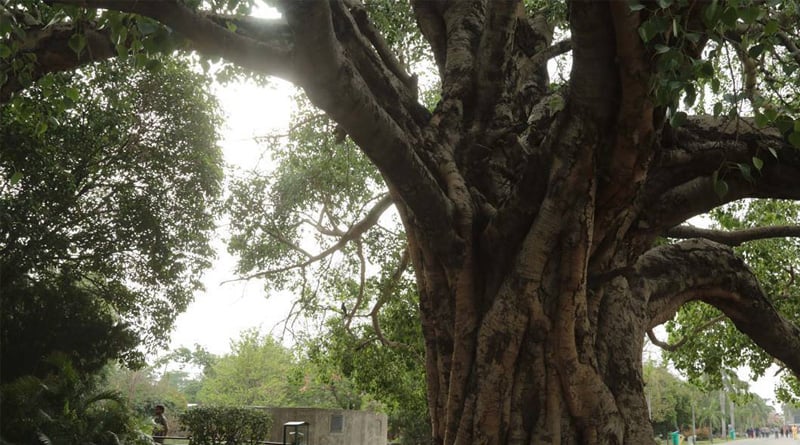 Men aggrieved with wives worship peepal tree in Maharashtra | Sangbad Pratidin