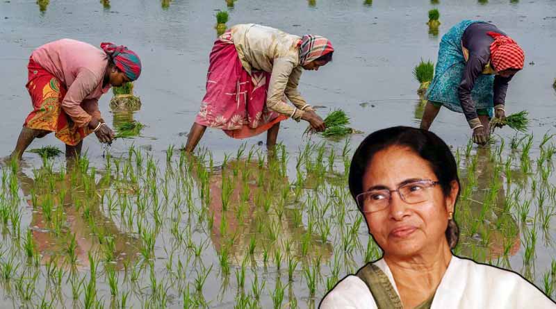 WB CM Mamata Banerjee's Krishak Bandhu project helps many farmers । Sangbad Pratidin