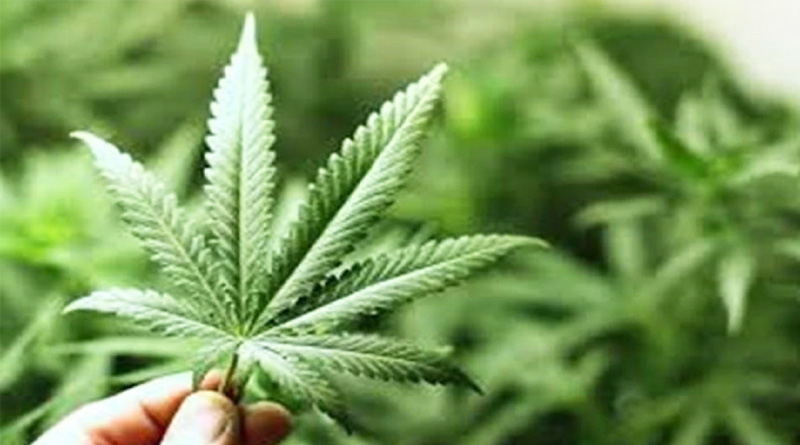 thailand now legalises cannabis cultivation as first asian country | Sangbad Pratidin