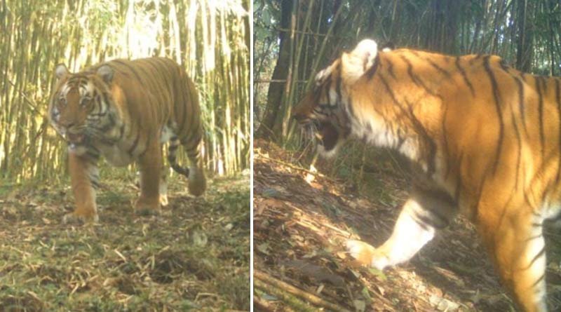 Royal Bengal Tiger seen in trap camera at Neora Valley of Dooars | Sangbad Pratidin