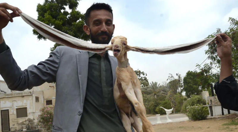 In Sindh Pakistani Baby Goat Born With 19-Inch Ears | Sangbad Pratidin