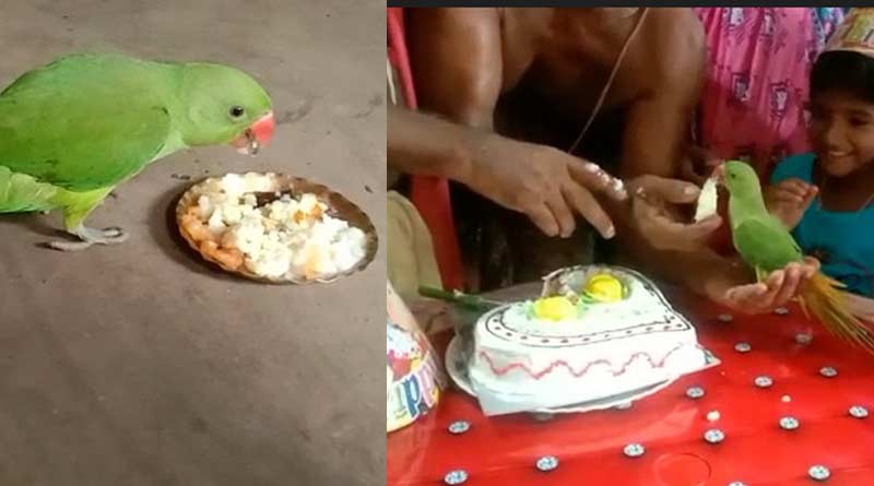 OMG: Parrot's birthday celebration with cake cutting, 50 invited for lunch | Sangbad Pratidin