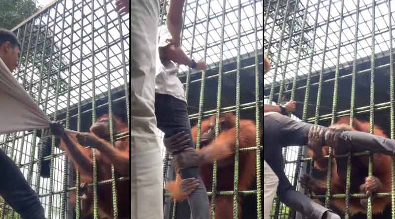 Orangutan attacks man through cage । Sangbad Pratidin