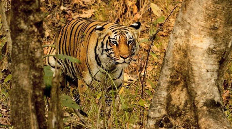 Tiger found dead at Chhattisgarh national park, three arrested | Sangbad Pratidin