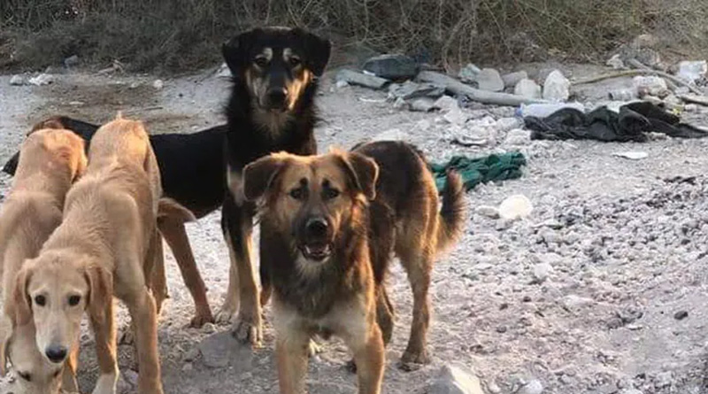 Killing Of 29 Street Dogs In Qatar Sparks Uproar Online | Sangbad Pratidin