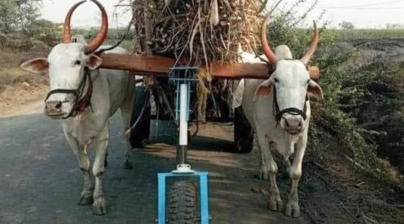 অবলা পশুর কষ্ট কমাতে অভিনব ভাবনা, গরুর গাড়ির তিন নম্বর চাকা! মুগ্ধ নেটিজেনরা
