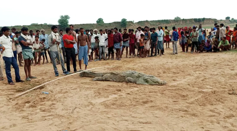 10-year-old boy swallowed by giant crocodile in Chambal river of Madhya Pradesh | Sangbad Pratidin