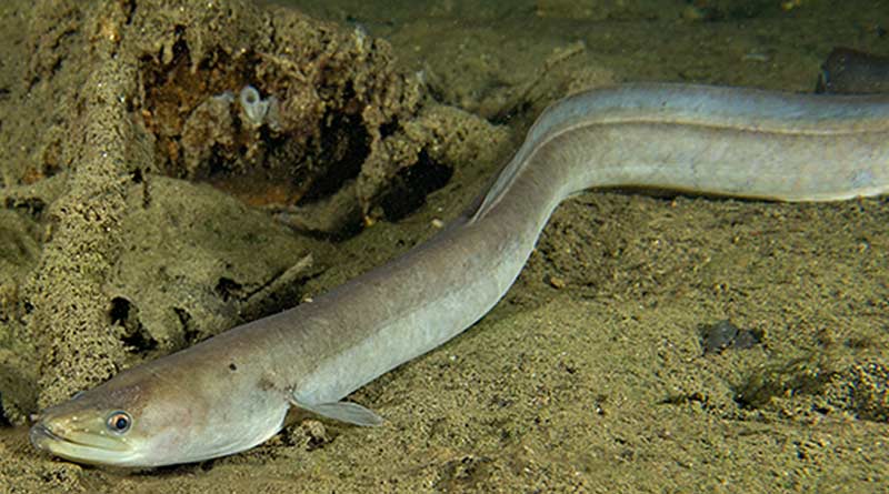 Rare EEL fish name eriosoma found in Purba Medinipur| Sangbad Pratidin