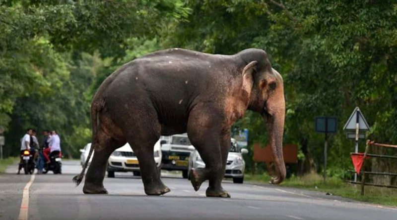Elephant birth blocks a road in Kerala | Sangbad Pratidin