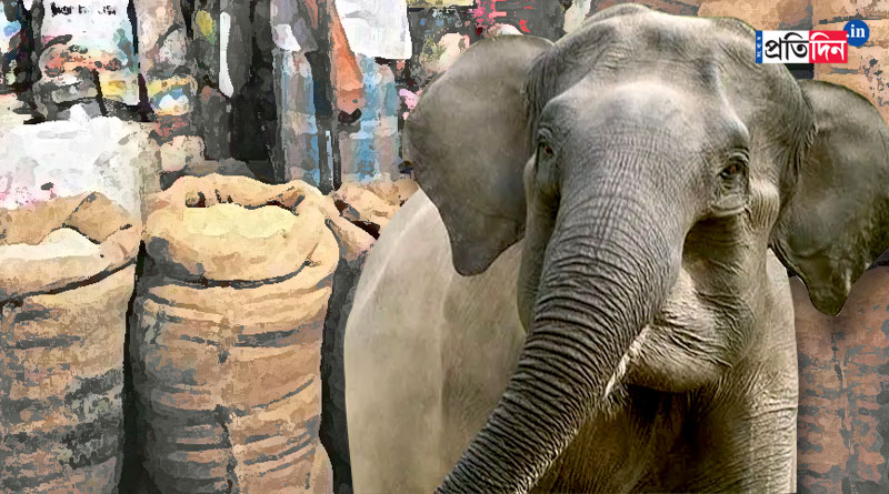 Elephant entered in shop, ate wheat flour amidst food shortage | Sangbad Pratidin