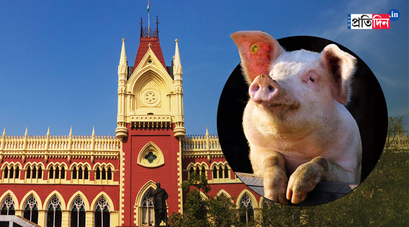 Pig 'kidnapped' from court premises, Calcutta HC raps police | Sangbad Pratidin