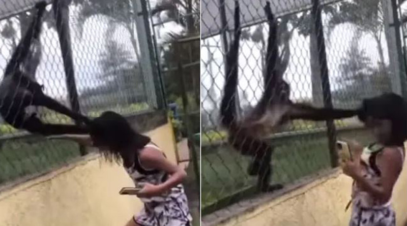 Spider monkeys pull girl by her hair, video goes viral। Sangbad Pratidin