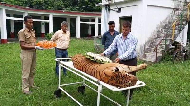 Royal Bengal Tiger of Jaldapara passes away | Sangbad Pratidin